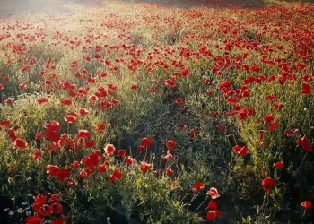 Trầm Tử Thiêng và “Mùa xuân không đợi” - Huỳnh Duy Lộc